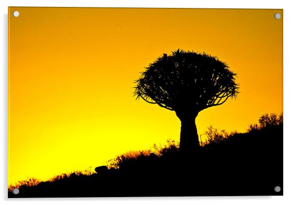 Quiver Tree Silhouette Acrylic by Martina Stoecker