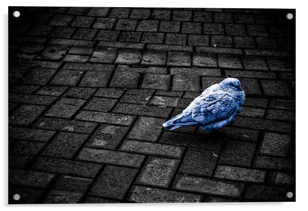 Blue pigeon Acrylic by Edgars Rimeikis