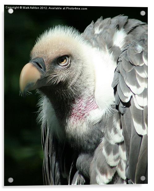 Reuppell's Griffon Vulture Acrylic by Mark Ashton