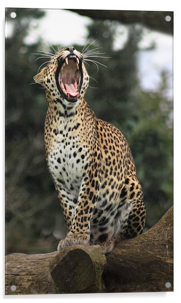 leopard yawning Acrylic by Mark Bunning