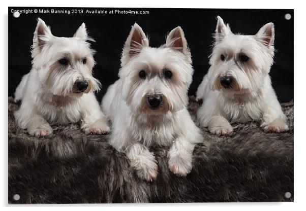Three West Highland White Terriers Acrylic by Mark Bunning