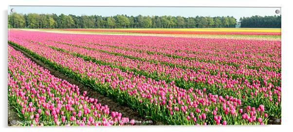 Pink Tulip Plantation Acrylic by Vinicios de Moura