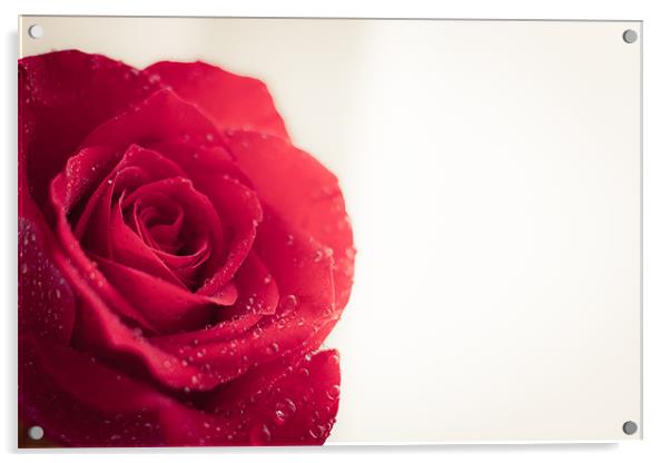 Rose Acrylic by Sam Burton