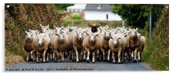 Sheep Homeward Bound for Shearing Acrylic by Paul M Baxter