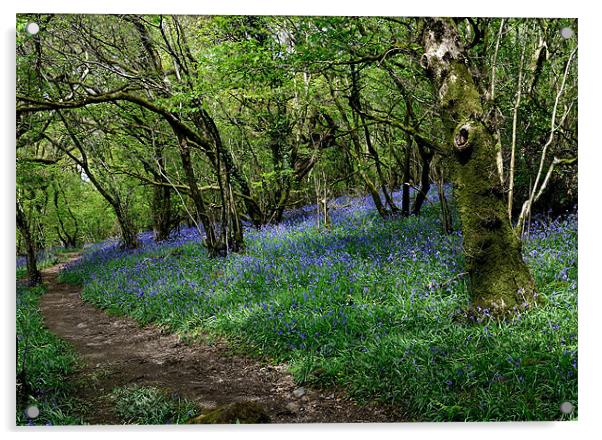 Bluebells in Meldon Woods Acrylic by Jon Short