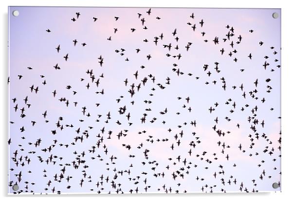 Murmuration of Starlings Acrylic by Jon Short