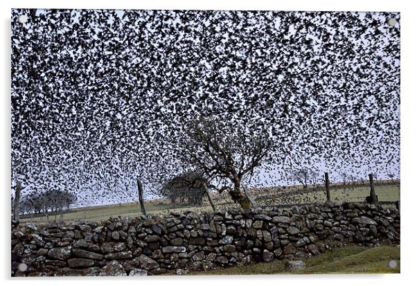 Starling Storm Acrylic by Jon Short