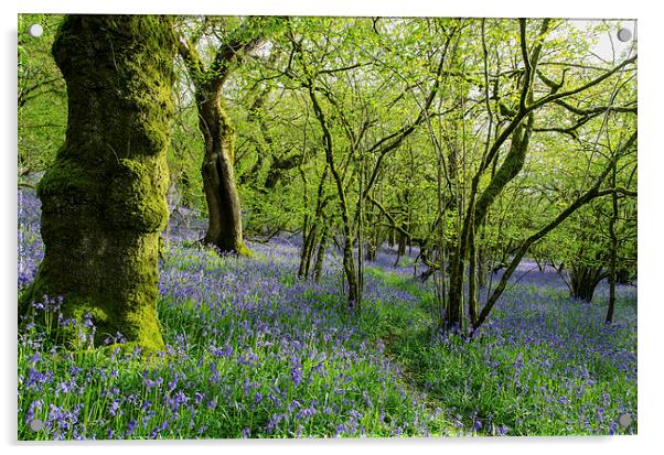 Bluebell Wood Acrylic by Jon Short