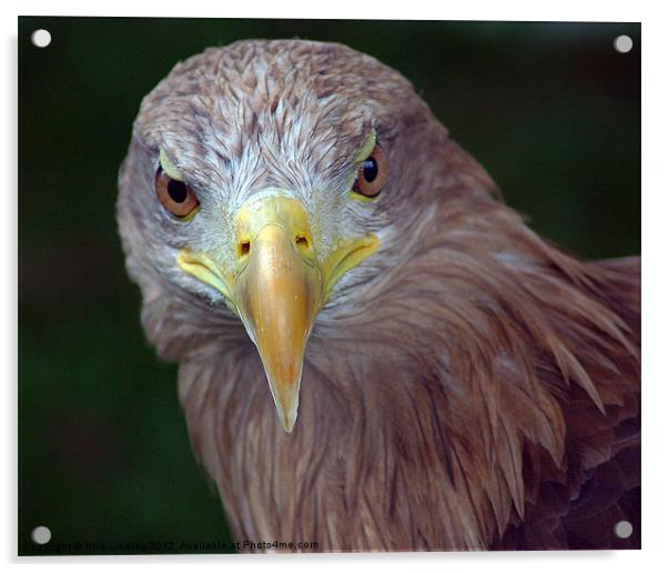 Bird of Prey Acrylic by Rick Lindley