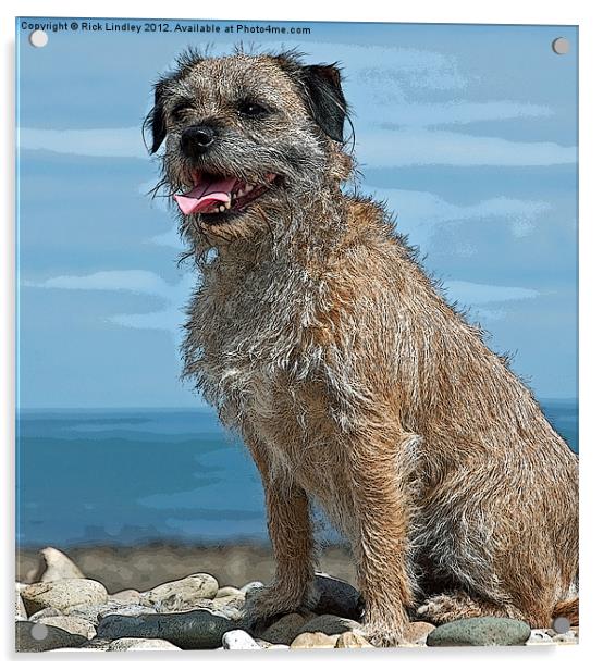 The Border Terrier Acrylic by Rick Lindley