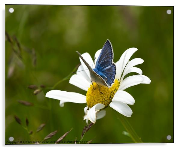 Common Blue Butterfly Acrylic by LIZ Alderdice