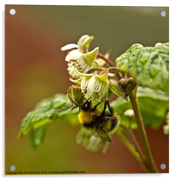 Bee - Fruit Making Acrylic by LIZ Alderdice