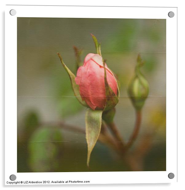 Pink Rose Bud Acrylic by LIZ Alderdice