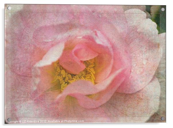 Old English Rose Acrylic by LIZ Alderdice