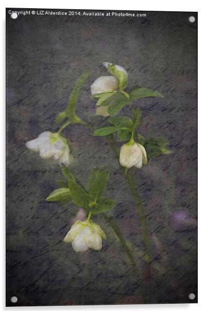 Hellebores Acrylic by LIZ Alderdice