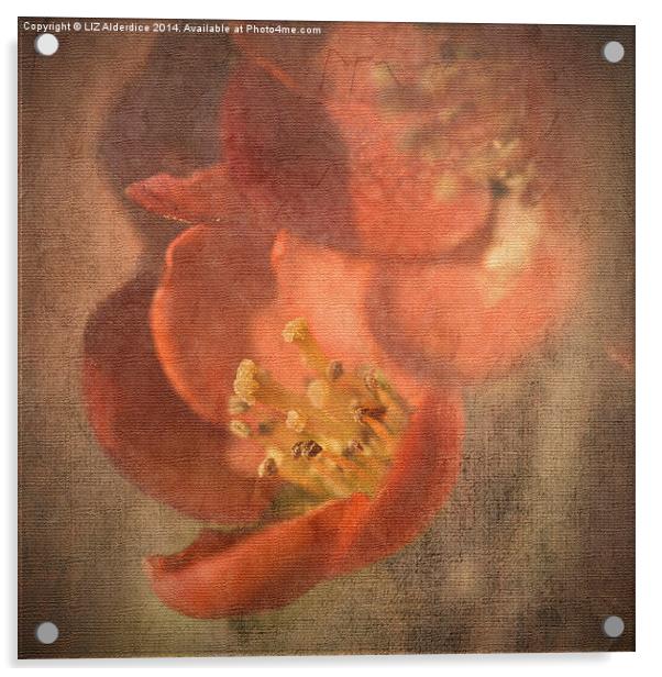 Flowering Quince Acrylic by LIZ Alderdice