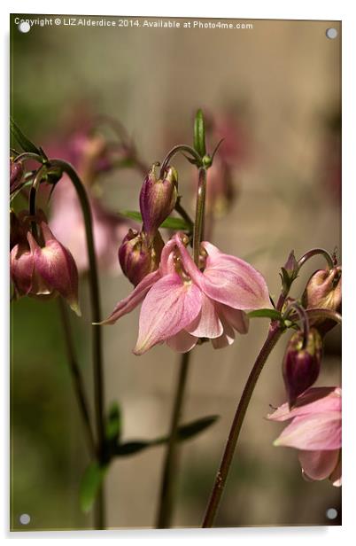 Columbine Acrylic by LIZ Alderdice