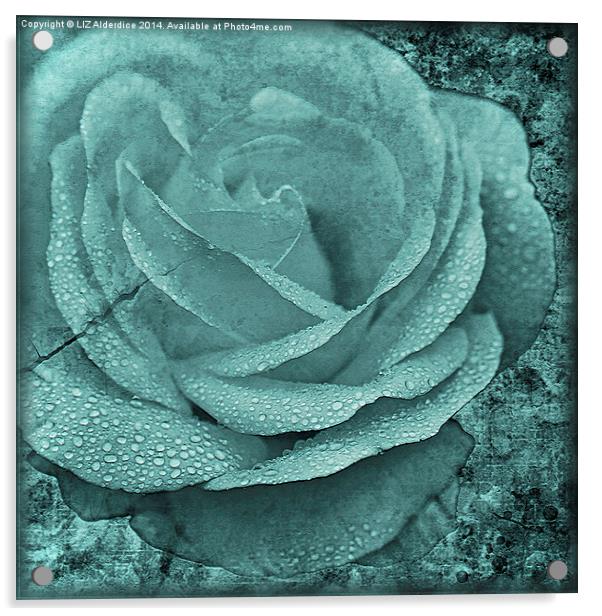 Distressed Rose in Teal Acrylic by LIZ Alderdice
