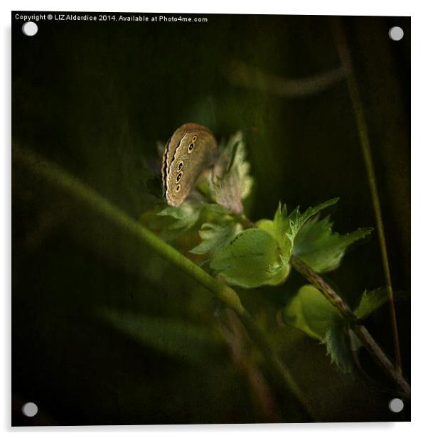 Glimpse of a Ringlet Butterfly Acrylic by LIZ Alderdice