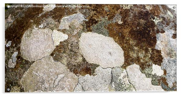  Crustose Lichen Acrylic by LIZ Alderdice