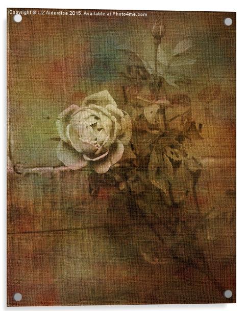  Vintage Rose Acrylic by LIZ Alderdice