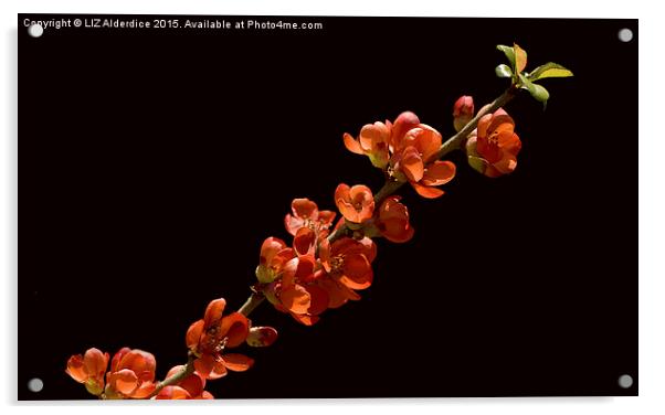 Red Flowering  Quince Acrylic by LIZ Alderdice