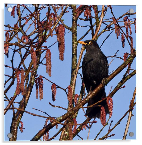  Blackbird and Catkins Acrylic by LIZ Alderdice