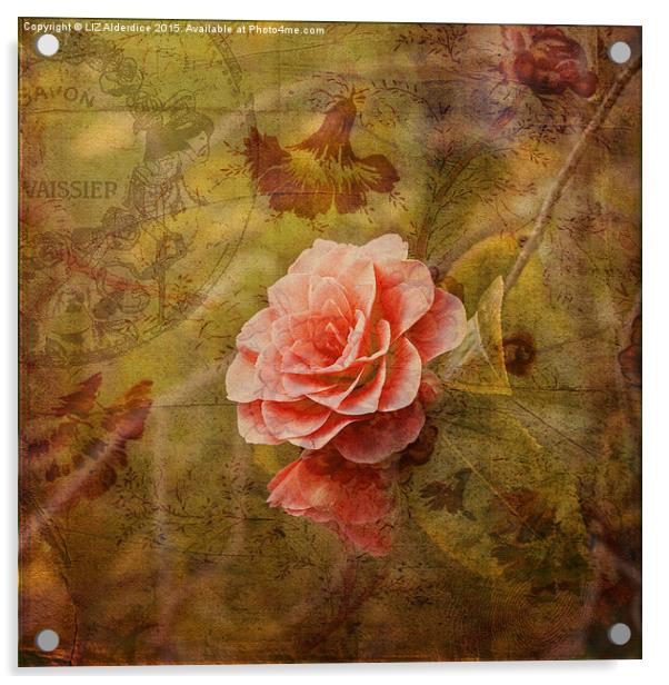  Vintage Camelia Acrylic by LIZ Alderdice