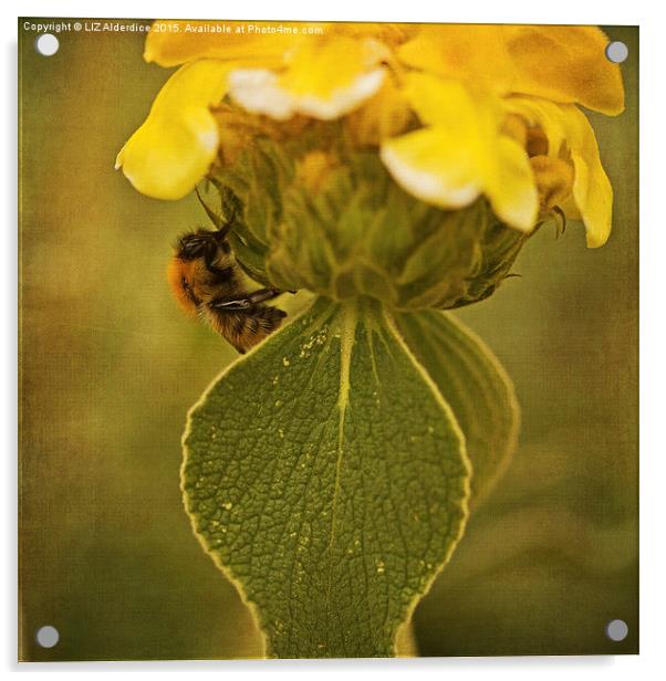  The Bee Acrylic by LIZ Alderdice