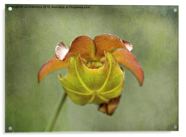  Pitcher Plant Flower Acrylic by LIZ Alderdice