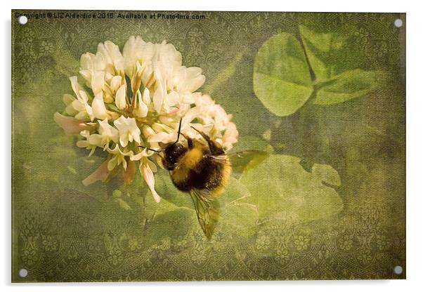  White Clover Bee Acrylic by LIZ Alderdice