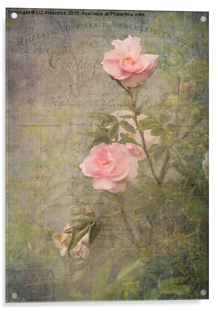  Vintage Rose Poster Acrylic by LIZ Alderdice