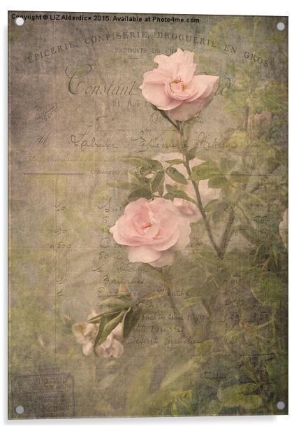 Vintage Rose Poster Acrylic by LIZ Alderdice