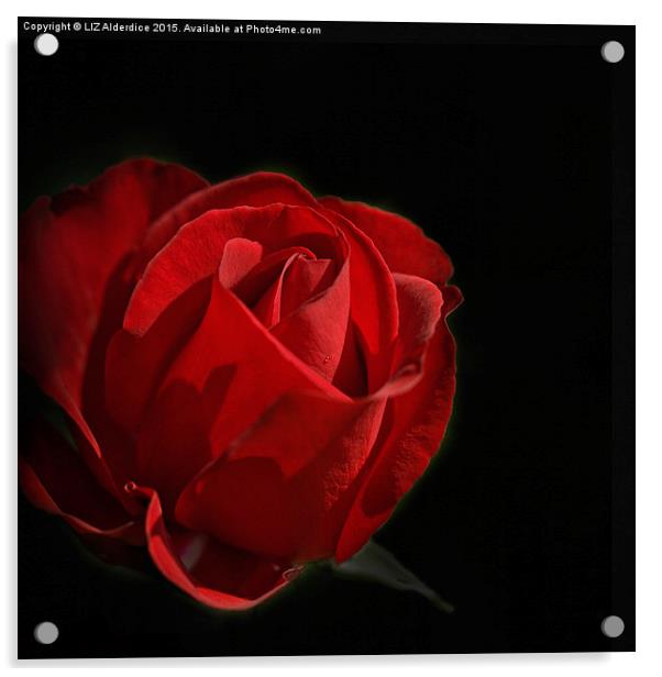  Red Rose  Acrylic by LIZ Alderdice