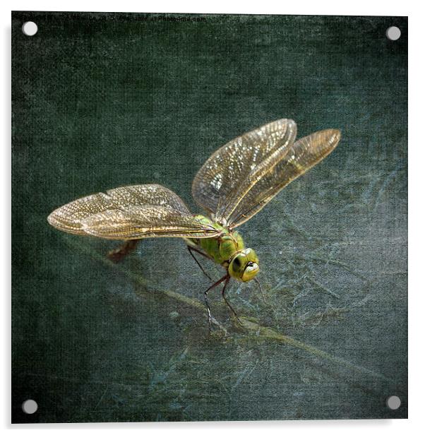 Emperor Dragonfly  Acrylic by LIZ Alderdice