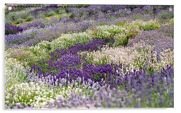  The Lavender Garden Acrylic by LIZ Alderdice