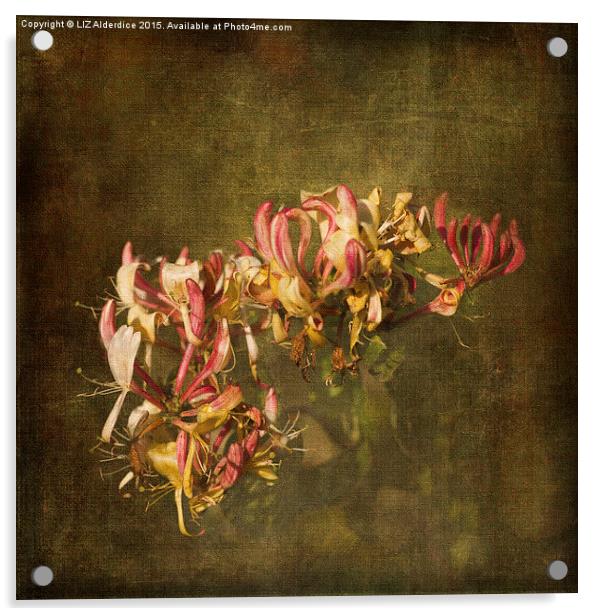  Honeysuckle Flowers (2) Acrylic by LIZ Alderdice