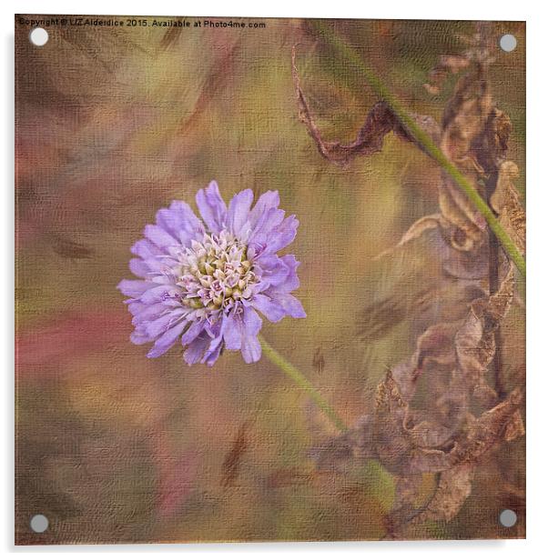  Cornflower Blue (square format) Acrylic by LIZ Alderdice