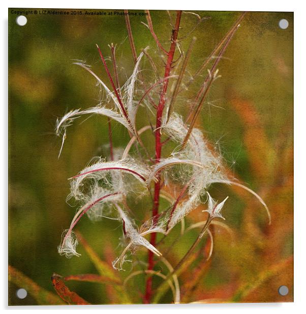  Willow Herb Seeds Acrylic by LIZ Alderdice