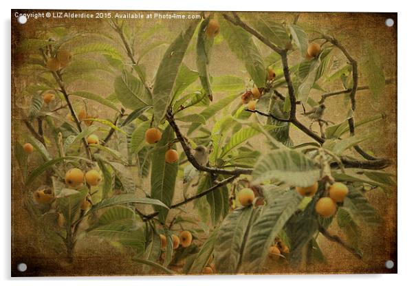  Blackcaps and Lemons (Sepia) Acrylic by LIZ Alderdice