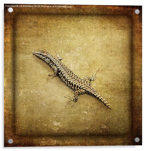  Lizard Acrylic by LIZ Alderdice