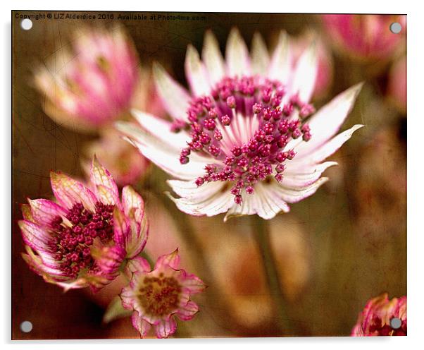  Astrantia Major  Acrylic by LIZ Alderdice