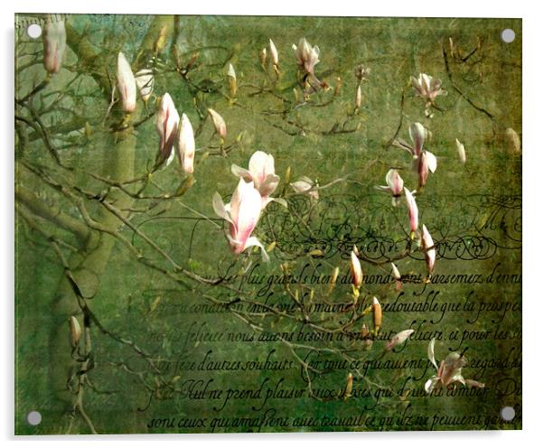 Magnolia Blossom Acrylic by LIZ Alderdice