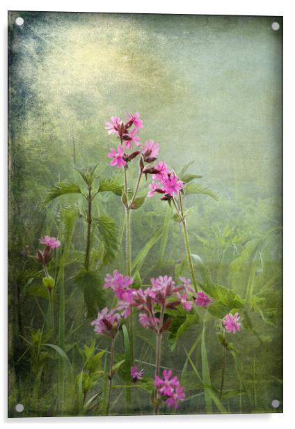 Red Catchfly (Campion) Acrylic by LIZ Alderdice