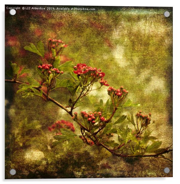 Pink Hawthorn in Flower Acrylic by LIZ Alderdice