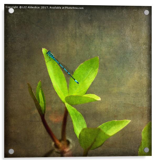 Common Blue Damselfly Acrylic by LIZ Alderdice