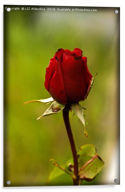 Single Red Rose Acrylic by LIZ Alderdice