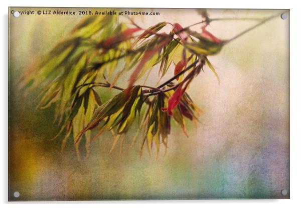Acer Leaves Acrylic by LIZ Alderdice