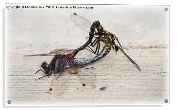 White-faced Darters Mating Acrylic by LIZ Alderdice