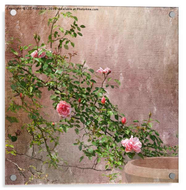 Rambling Pink Roses Acrylic by LIZ Alderdice